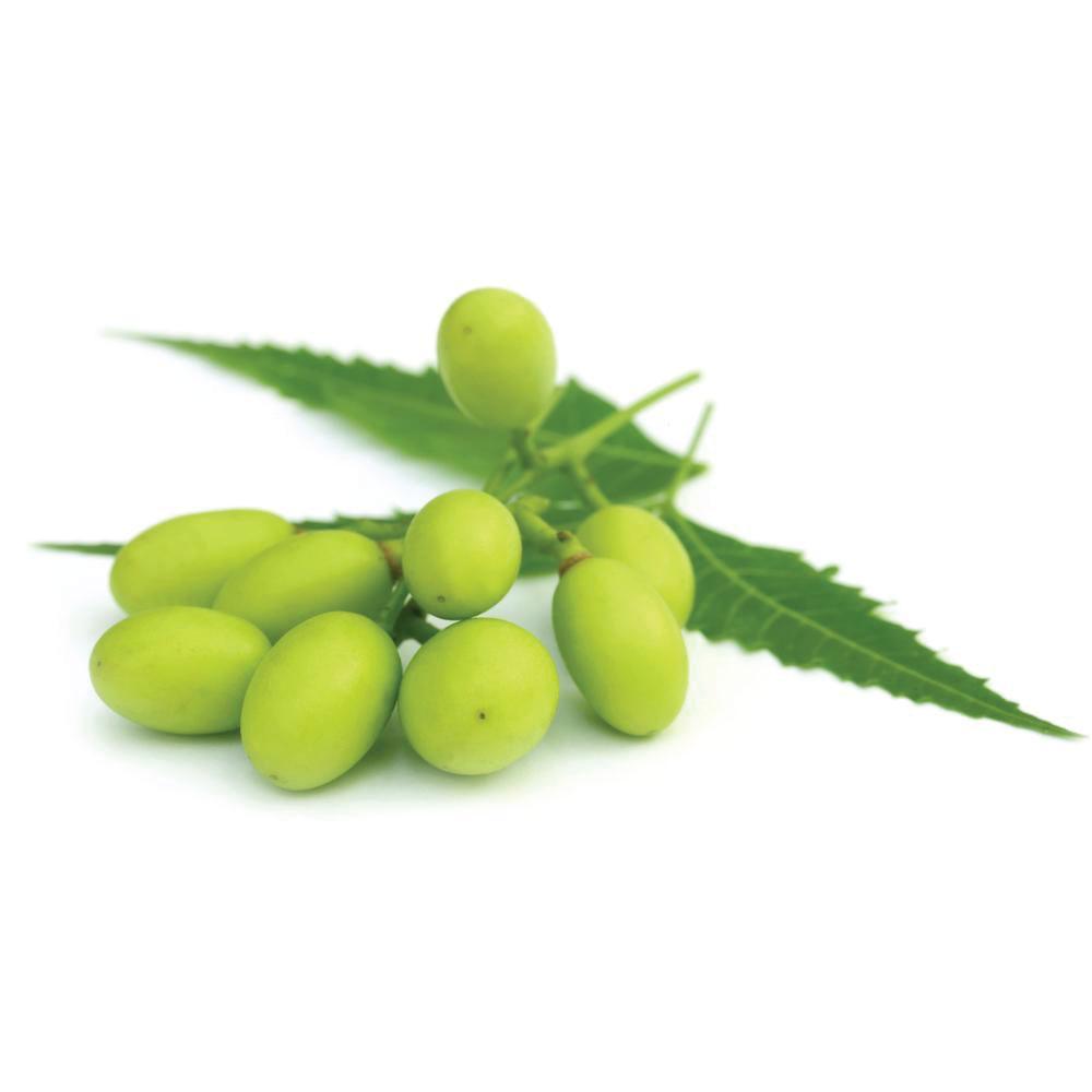 Neem Seed Oil Pure Pharmaceutical Grade, Cold Pressed, Azadirachtin Indica-4